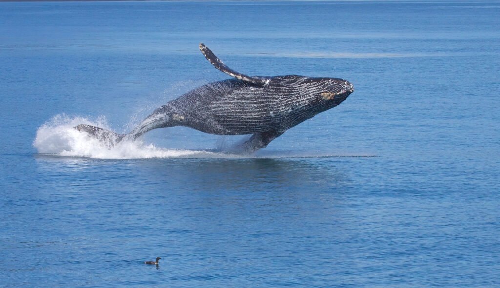 Humpback whale breaching off the Alaska coast near Kenai Fjords