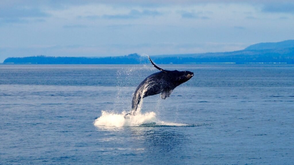 Humpback whale breaching along Alaska's Inside Passage