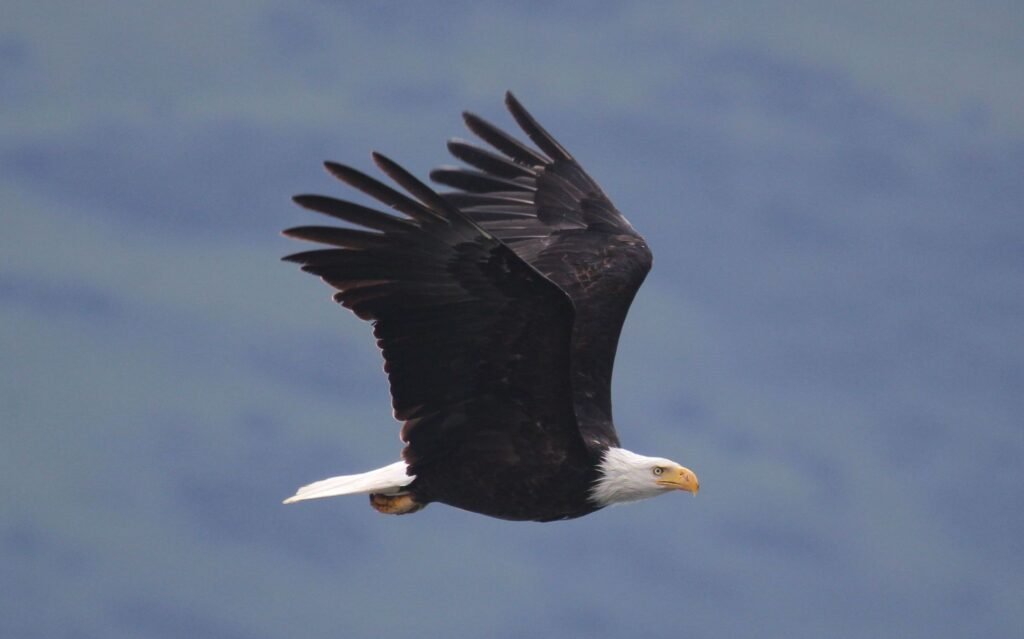 A bald eagle in flight over coastal Alaska, the signature wildlife of the Haines area.
