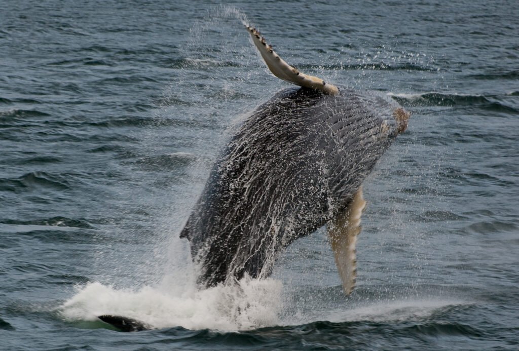 Humpback whale breaching in Glacier Bay National Park, Alaska