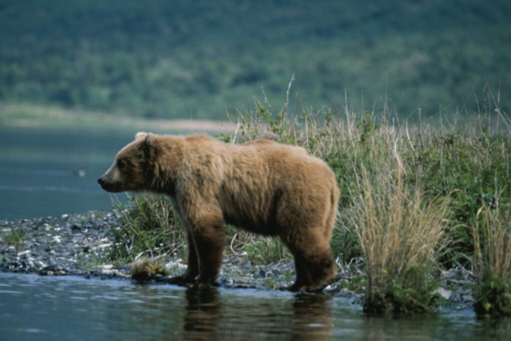 A Kodiak brown bear standing at the edge of the water in Kodiak National Wildlife Refuge, Alaska.