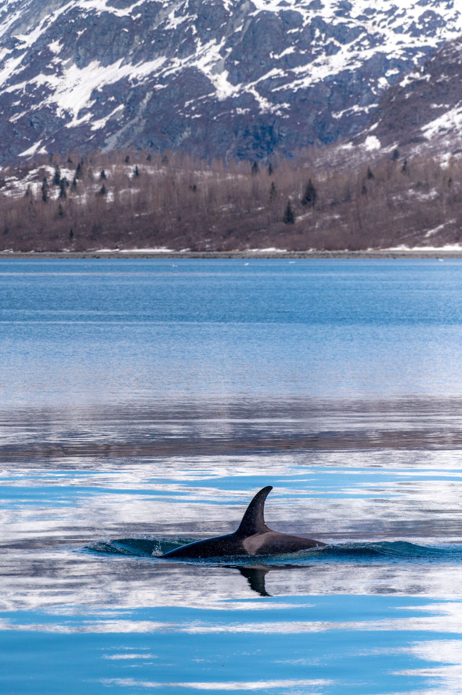 Orca surfacing in the calm waters of Glacier Bay, Alaska, with snowy mountains reflected